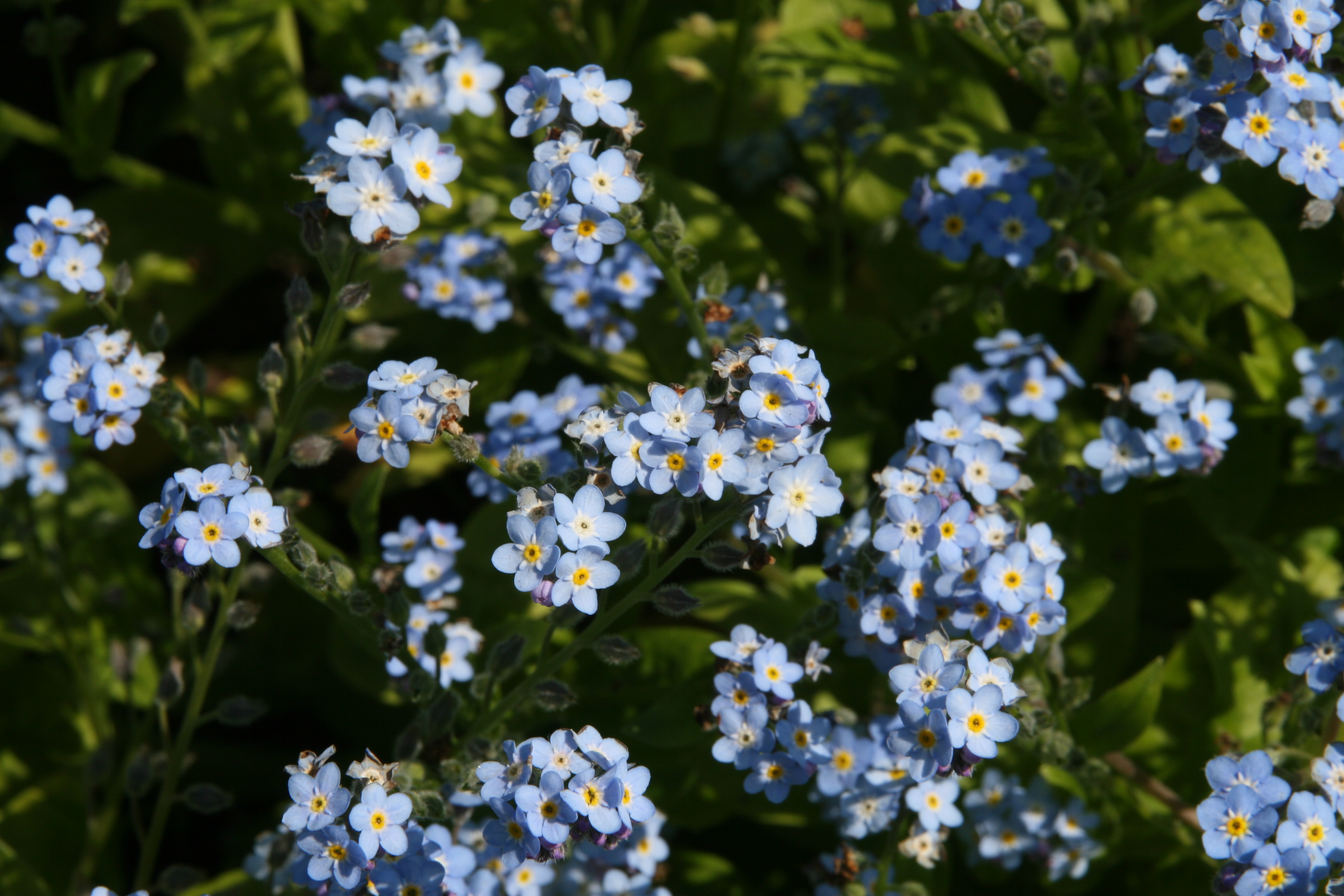 Незабудка Лесная Myosotis sylvatica