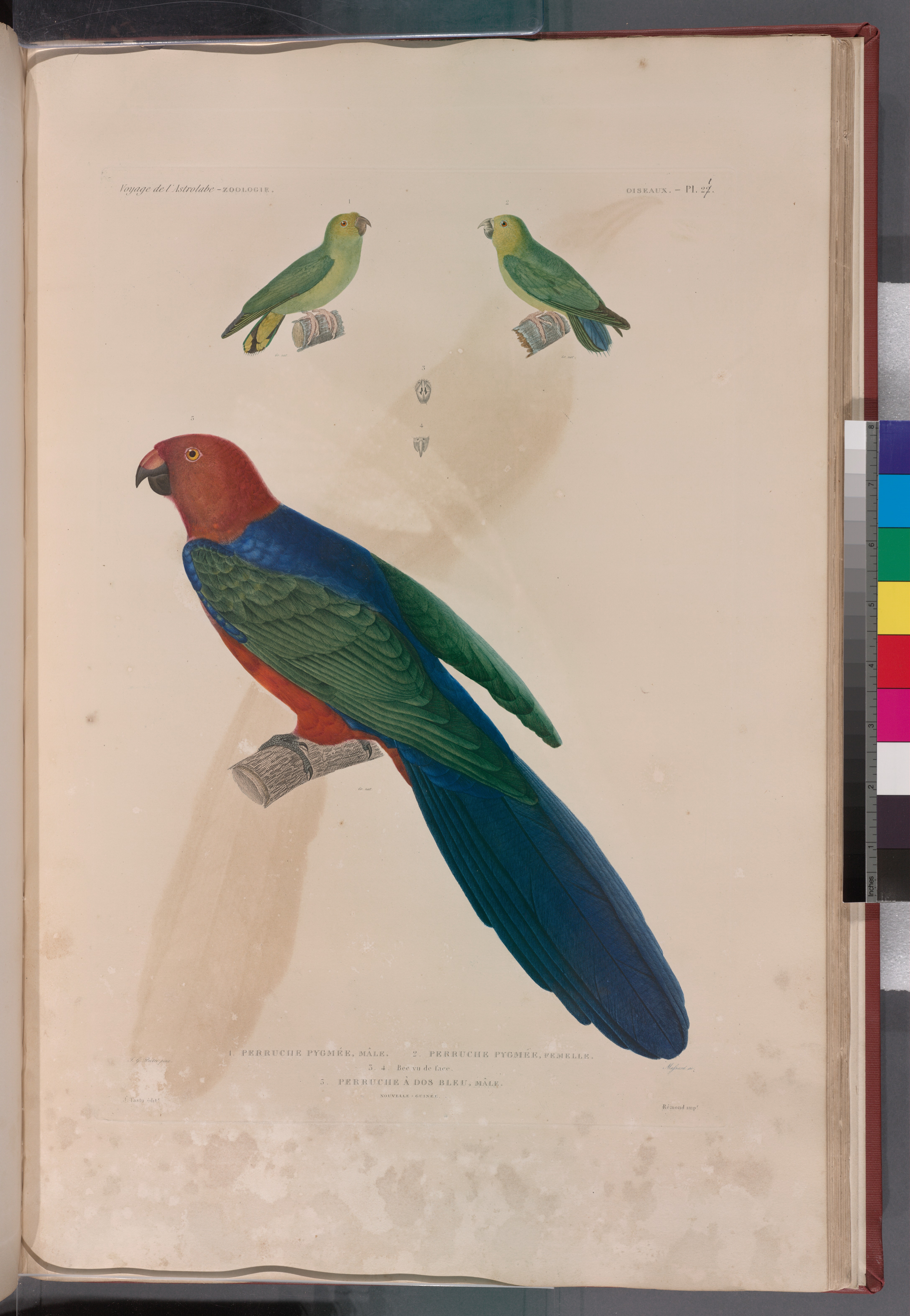 File Oiseaux 1 Rerriche Pygmee Male 2 Perruche Pygmee Femelle 3 4 Bee Vu De Face 5 Perruche A Dos Bleu Male Nouvelle Guinee Nypl B Jpg Wikimedia Commons