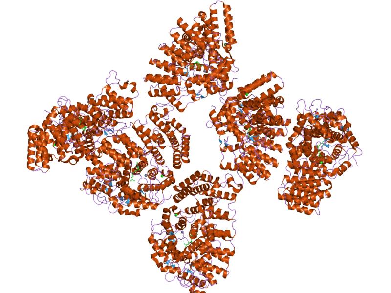 File:PDB 1tny EBI.jpg