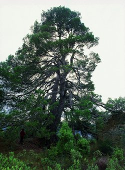 File:Pi de Balija, Horta St Joan.jpg