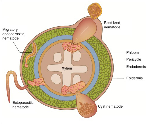 File:Plant-parasitic nematode feeding types.jpg