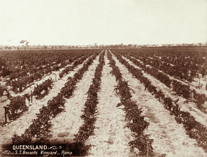File:Queensland State Archives 2518 SS Bassetts vineyard at Roma c 1898.png
