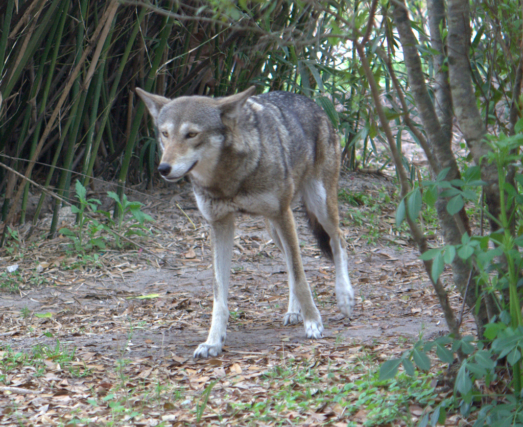 red wolf with yellow eyes