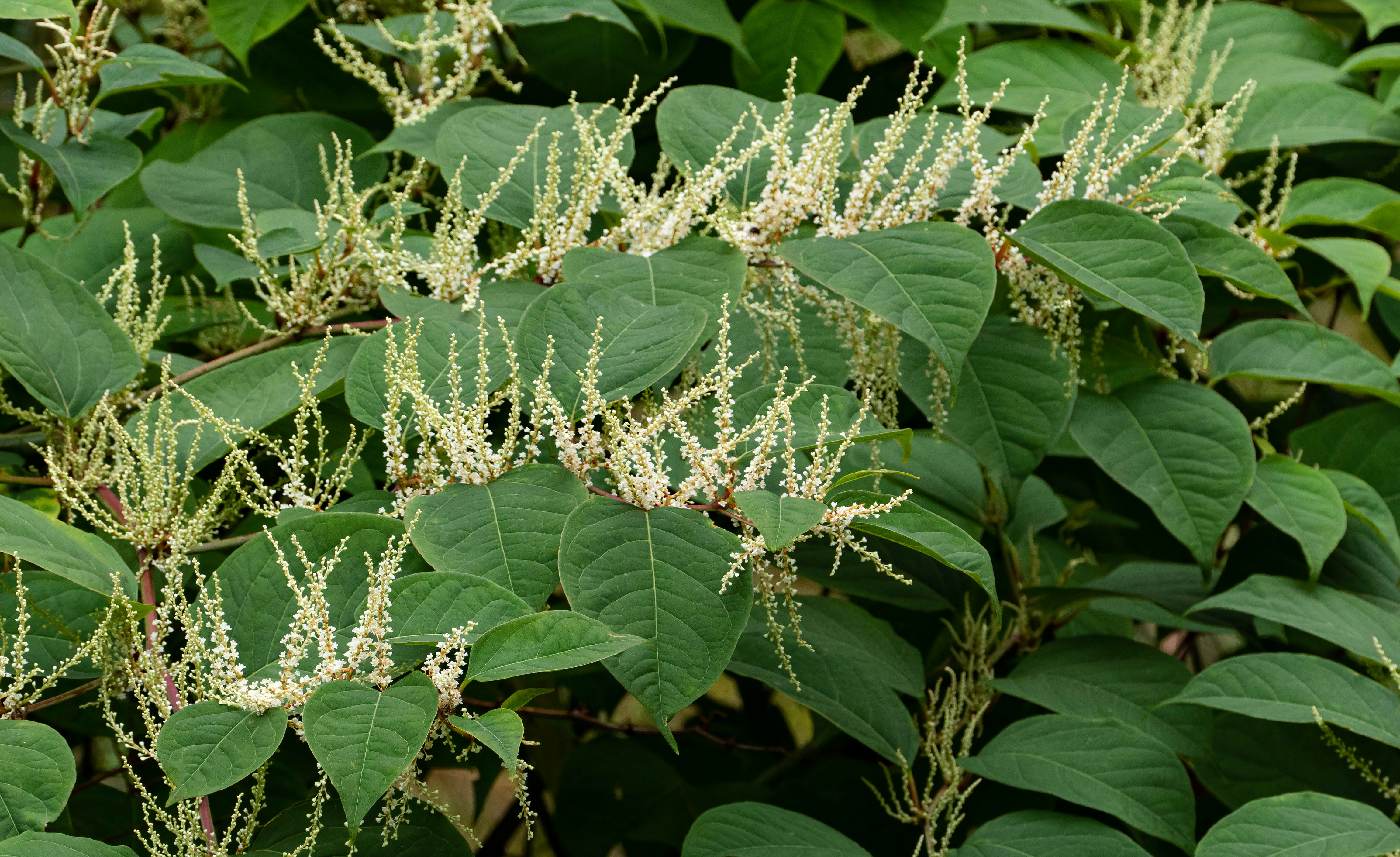 Рейнутрия японская фото. Reynoutria japonica. Рейнутрия Богемская Reynoutria Bohemica. Рейнутрия Сахалинская побеги. Рейнутрия японская.