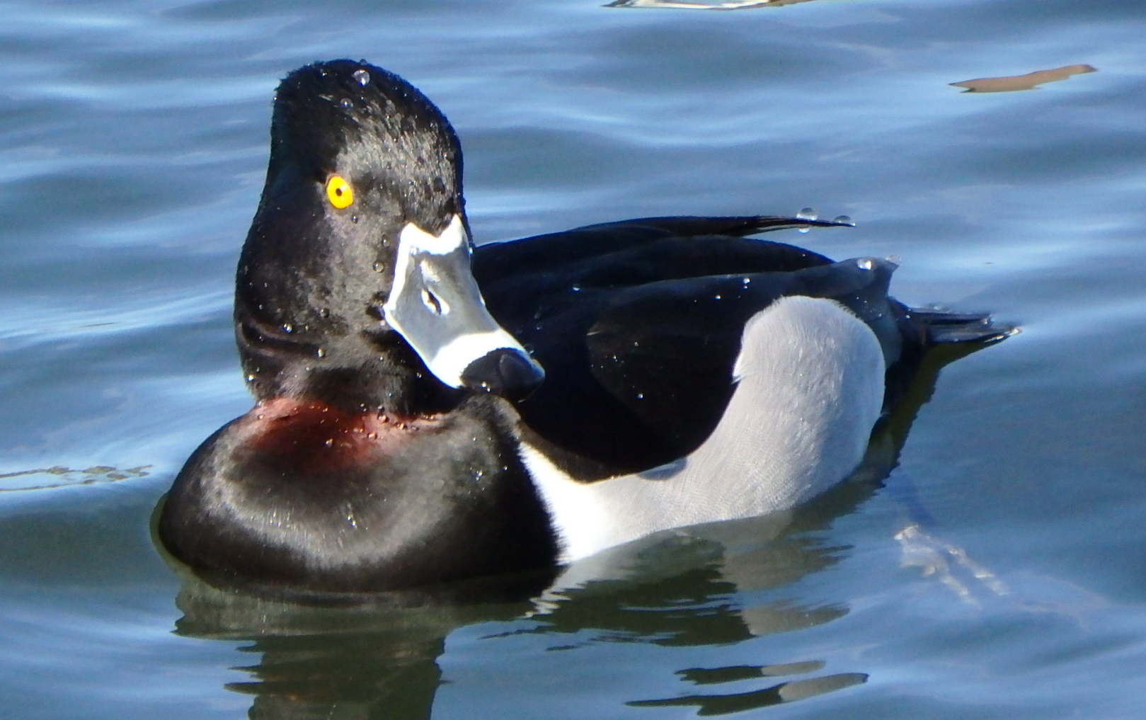 File:Ring-Necked 