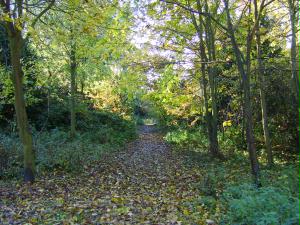 File:SNIBSTON woodland.jpg