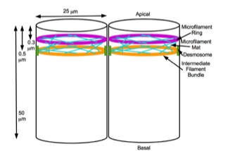 Schematic of cell state splitter organelle Schematic of Cell State Splitter Organelle.jpg