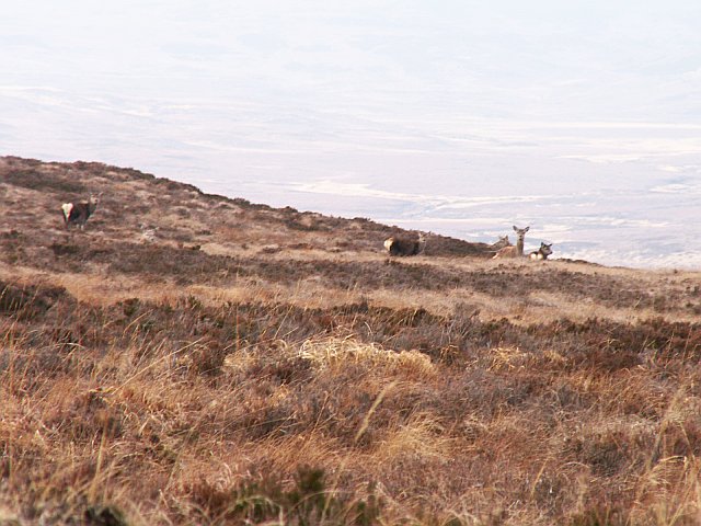 File:Six hinds on moorland - geograph.org.uk - 118506.jpg