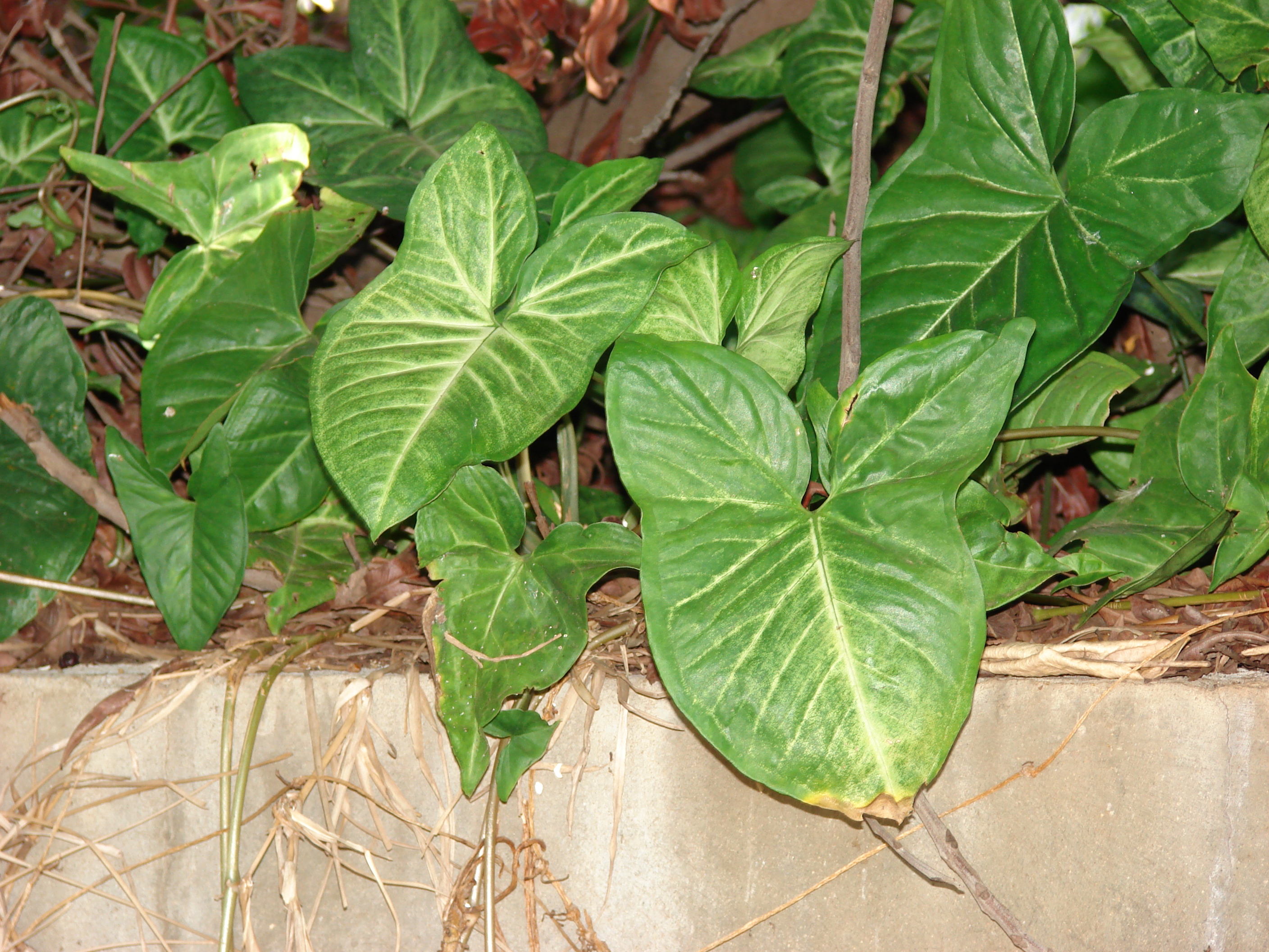 Цветок сингониум фото. Сингониум podophyllum. Сингониум Подофиллум. Сингониум Ушастый. Сингониум Ароидные.