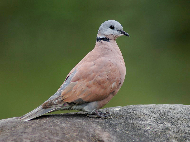 File:Streptopelia tranquebarica P2249504.jpg