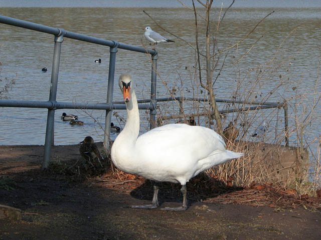 Swan in Thornton Reservoir carpark - geograph.org.uk - 331933