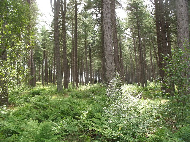 File:Tentsmuir Forest - geograph.org.uk - 1452414.jpg