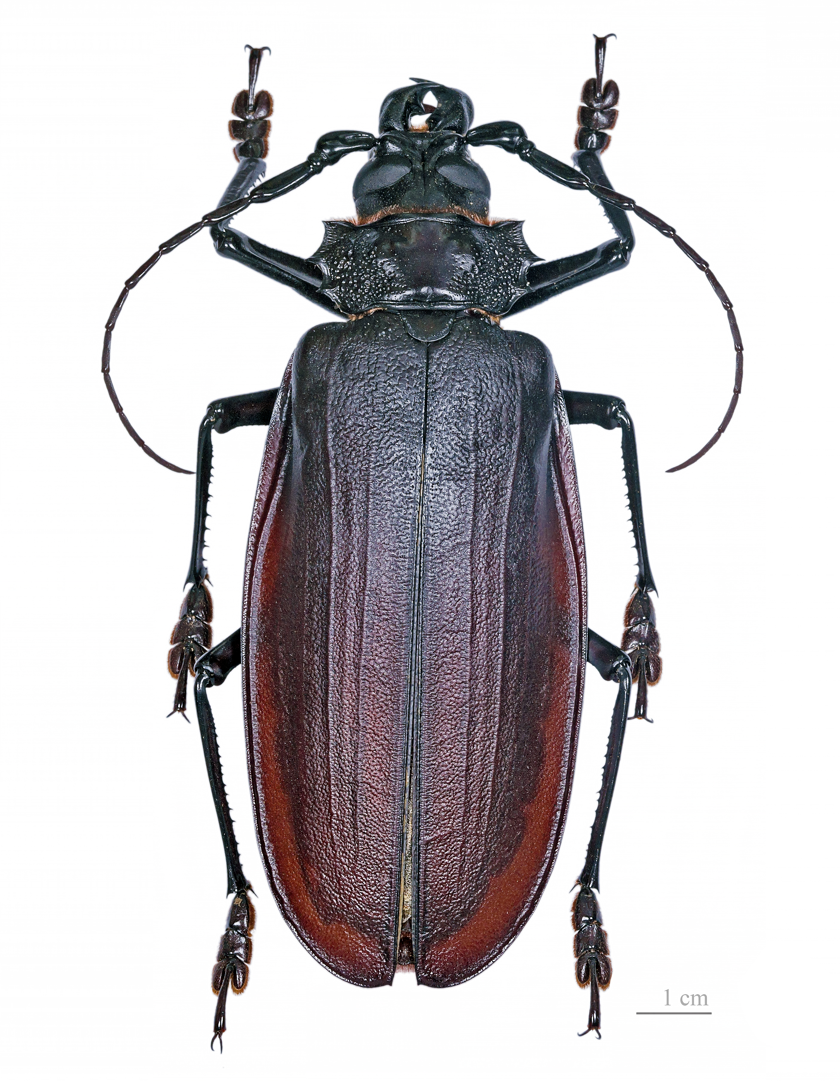 Titanus giganteus MHNT dos.jpg