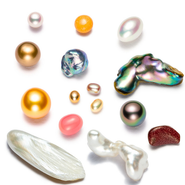 Proteins that make pearls shimmer are found
