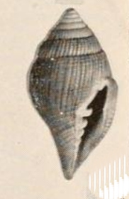 <i>Vexillum turben</i> Species of gastropod