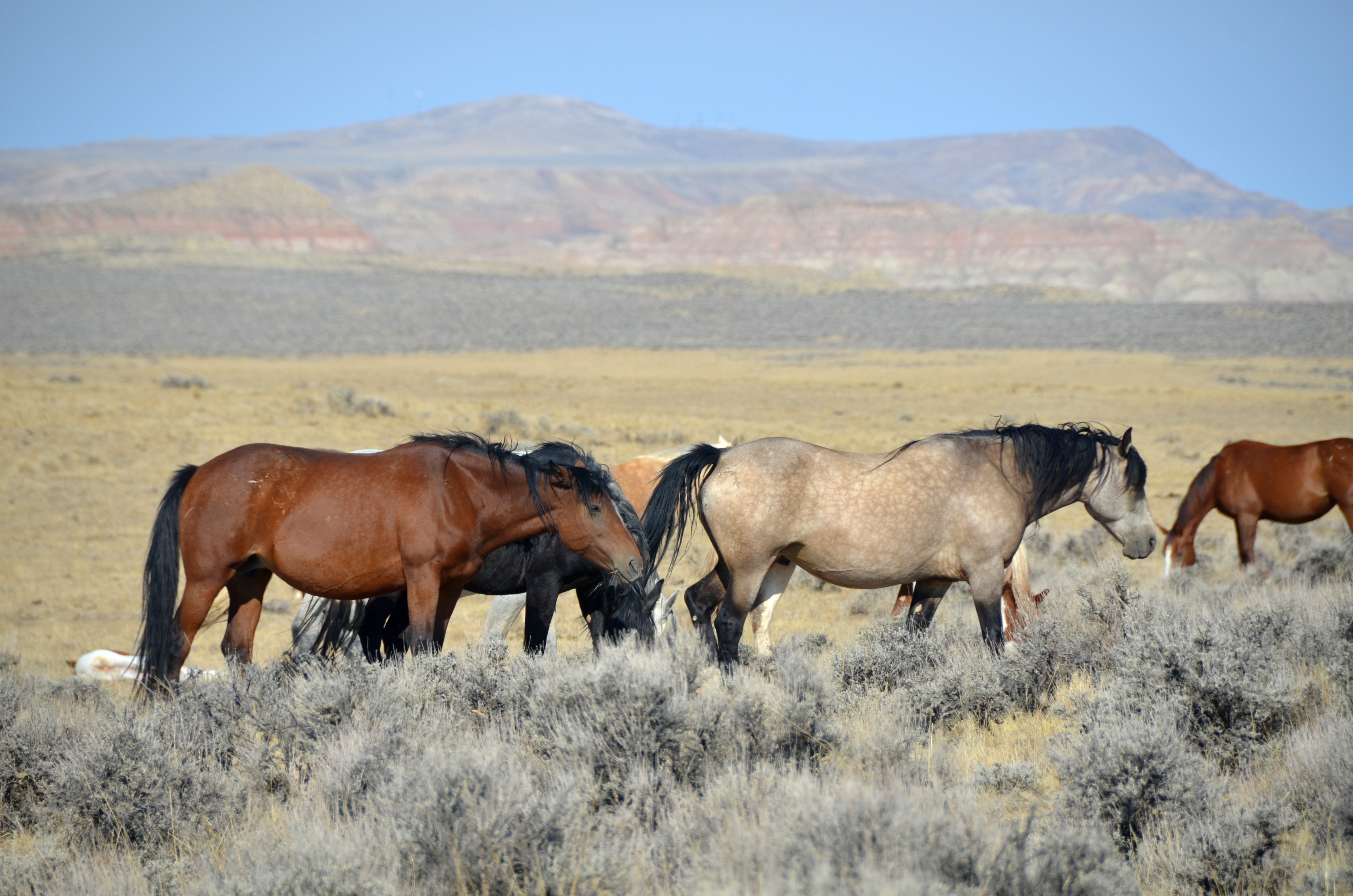 wild horses mustang herd