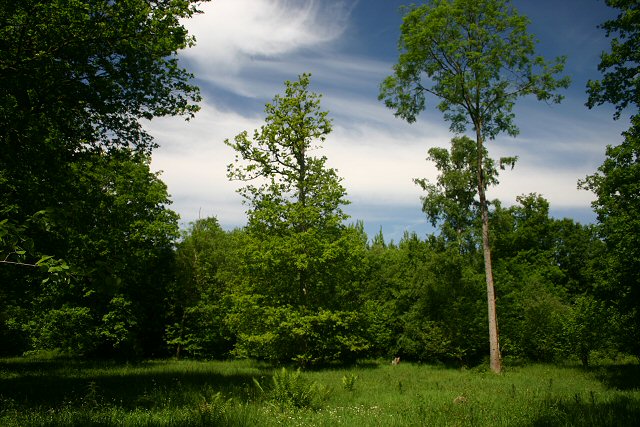 Wolves Wood Nature Reserve - geograph.org.uk - 441393