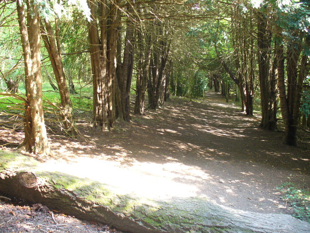 File:Yew Walk, Green Dene - geograph.org.uk - 550645.jpg