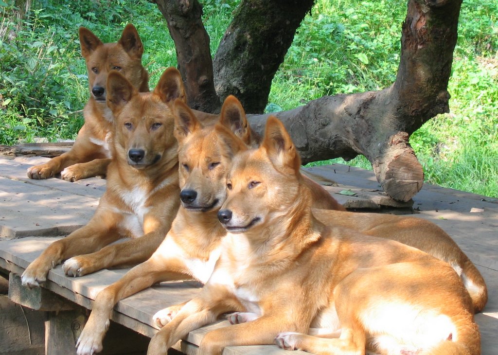 Dingo Animal Facts  Canis Lupus Dingo - A-Z Animals