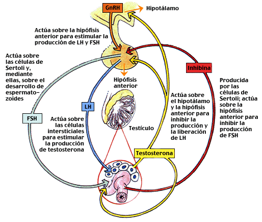 File:TheGameGifRhadamanthine.gif - Wikipedia