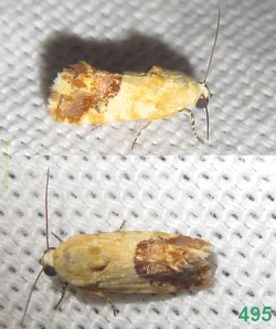 <i>Acontia imitatrix</i> Species of moth