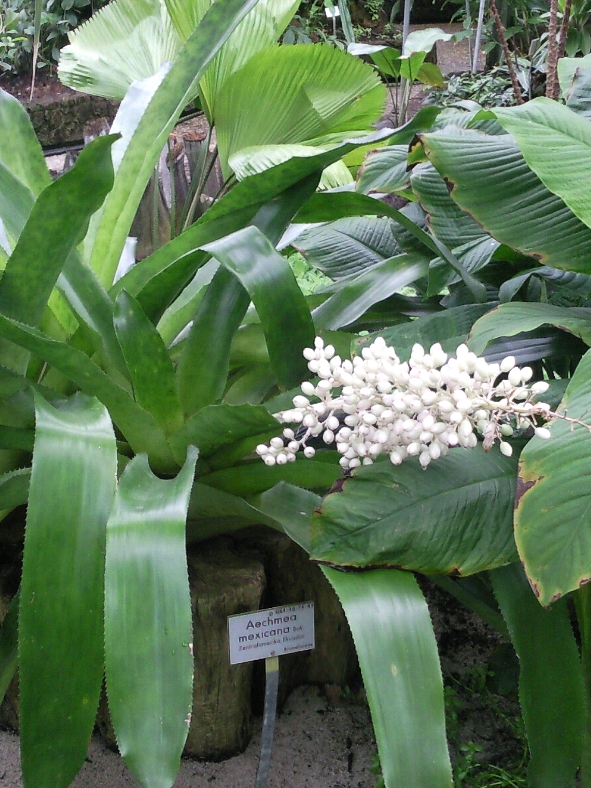 Aechmea mexicana - Wikipedia, la enciclopedia libre