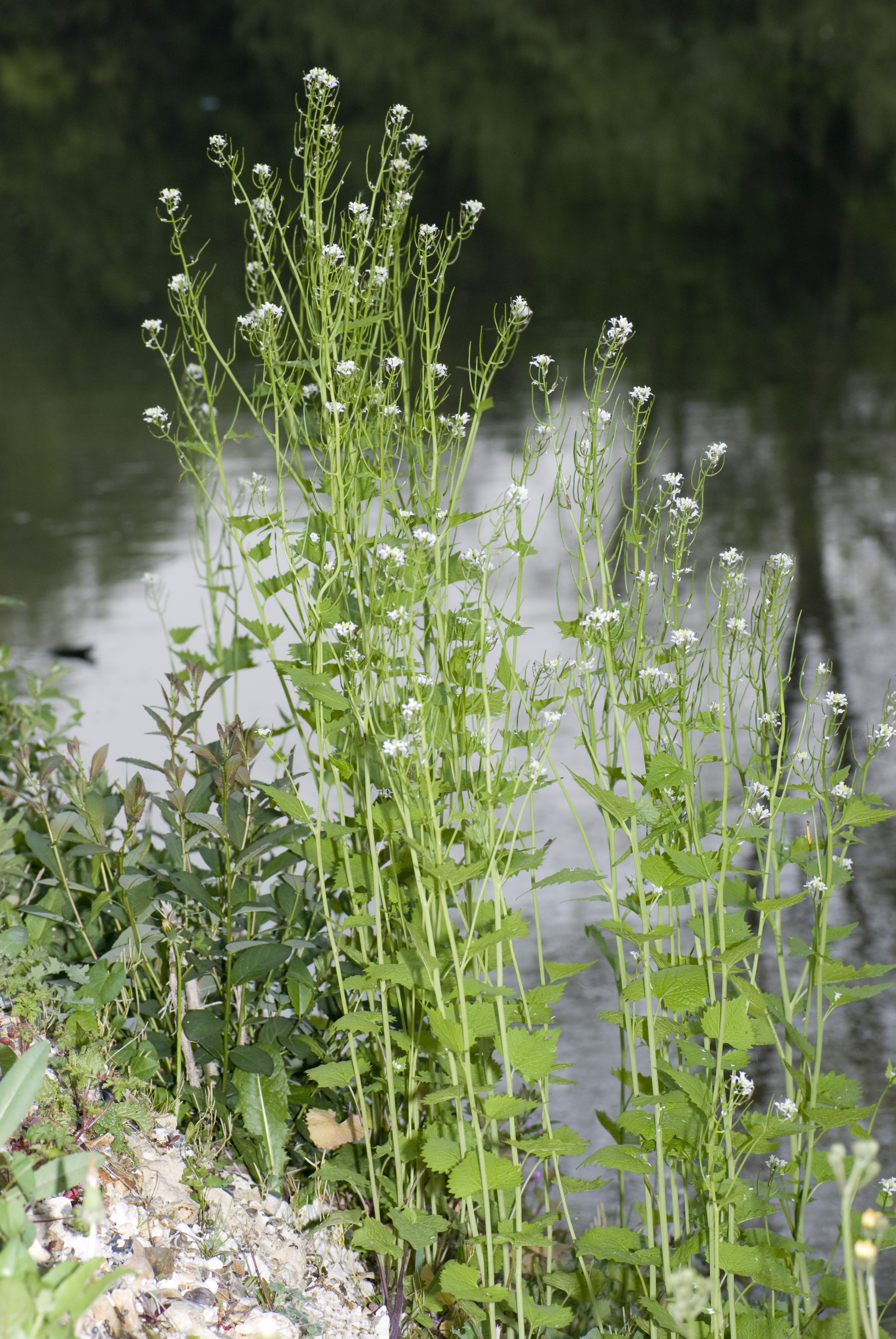 Image of Garlic mustard plant in bloom