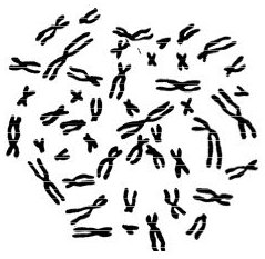 File:Anatomy and physiology of animals-human chromosome.jpg