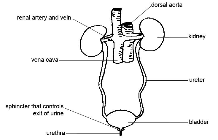 cow kidney diagram