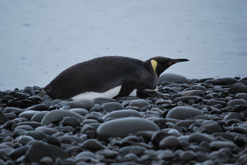 File:Aptenodytes forsteri DT -AQ GR Punta Ambato- (2) (20660409038).jpg