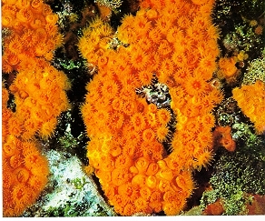 Star coral (Astroides calycularis)