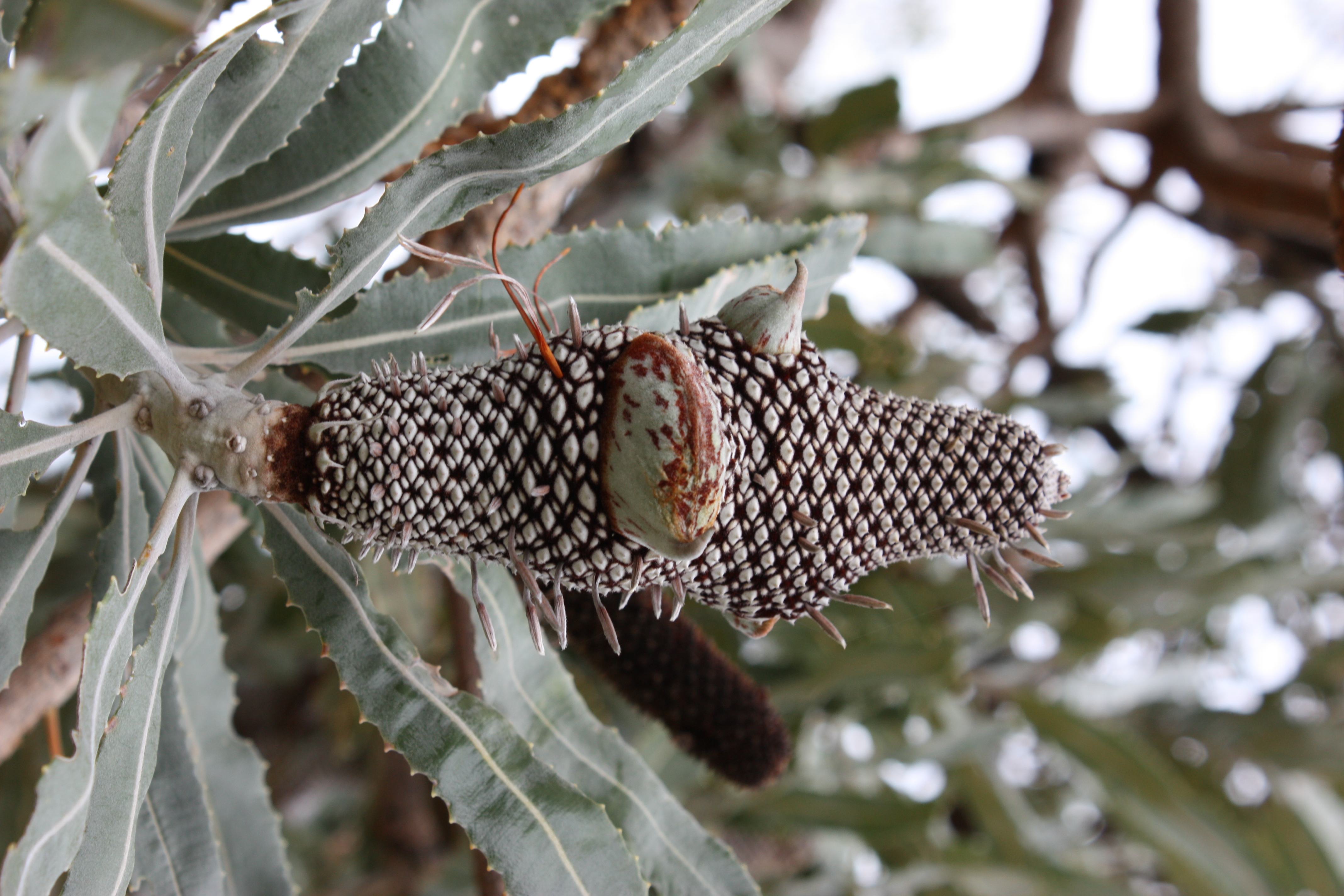 Banksia menziesii infructescence with young follicles Gnangarra 3