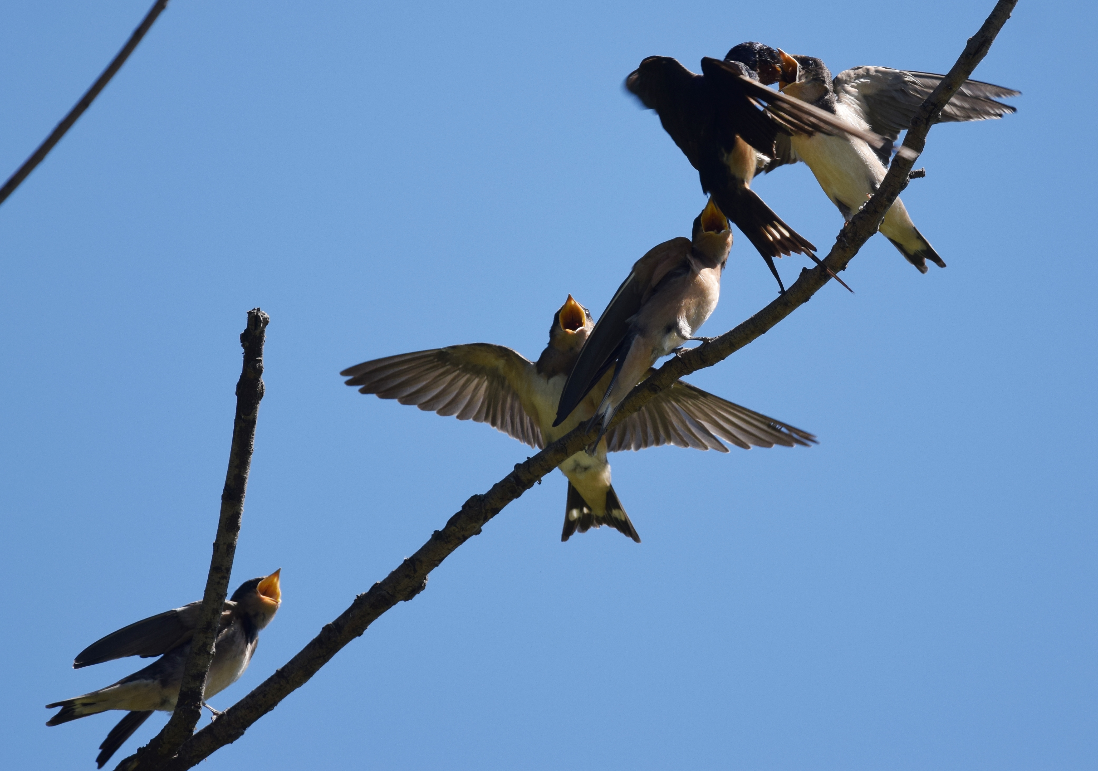 Бог птиц. Лопатка Barn swallow. Мир природы ВВС Barn swallow. Деревенская Ласточка Брачное поведение гиф.