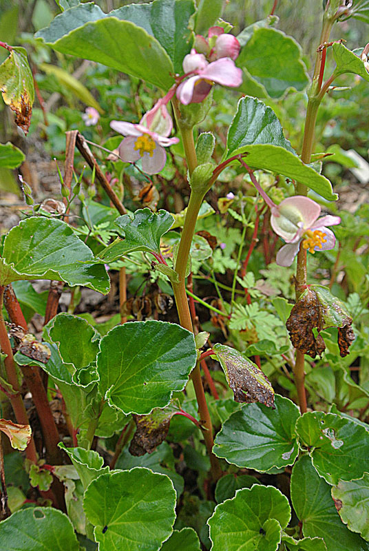 Category:Begonia cucullata - Wikimedia Commons
