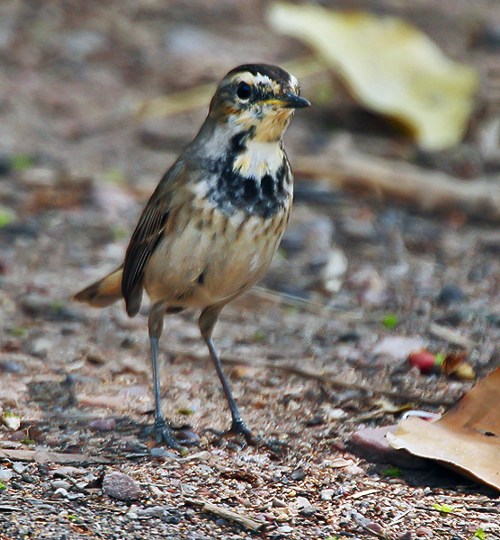 File:Bluethroat (Luscinia svecica)- Female at Bharatpur I IMG 5484.jpg