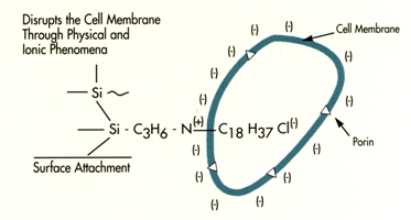 File:Cell 1 a.jpg