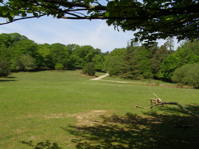 Clearing between Blackwool and King's Garn Gutter Inclosure, New Forest - geograph.org.uk - 805076