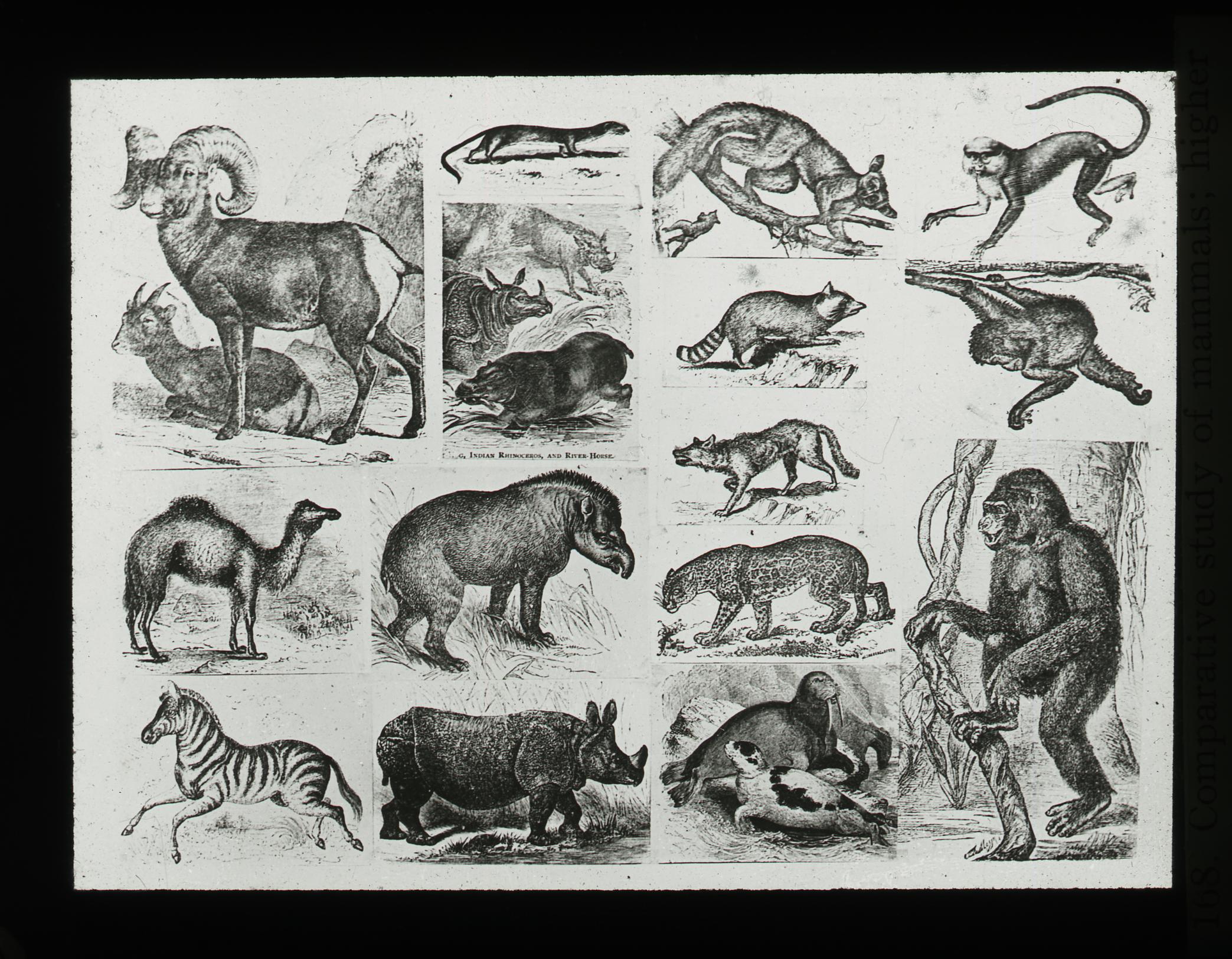 types of mammals