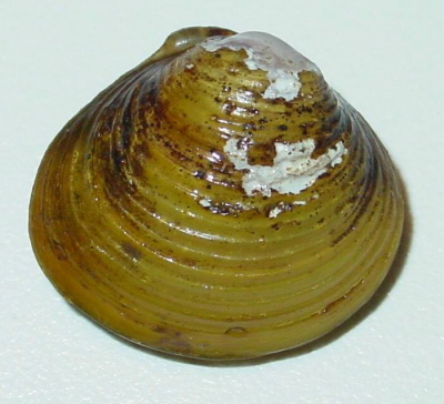 File:Corbicula fluminea.jpg