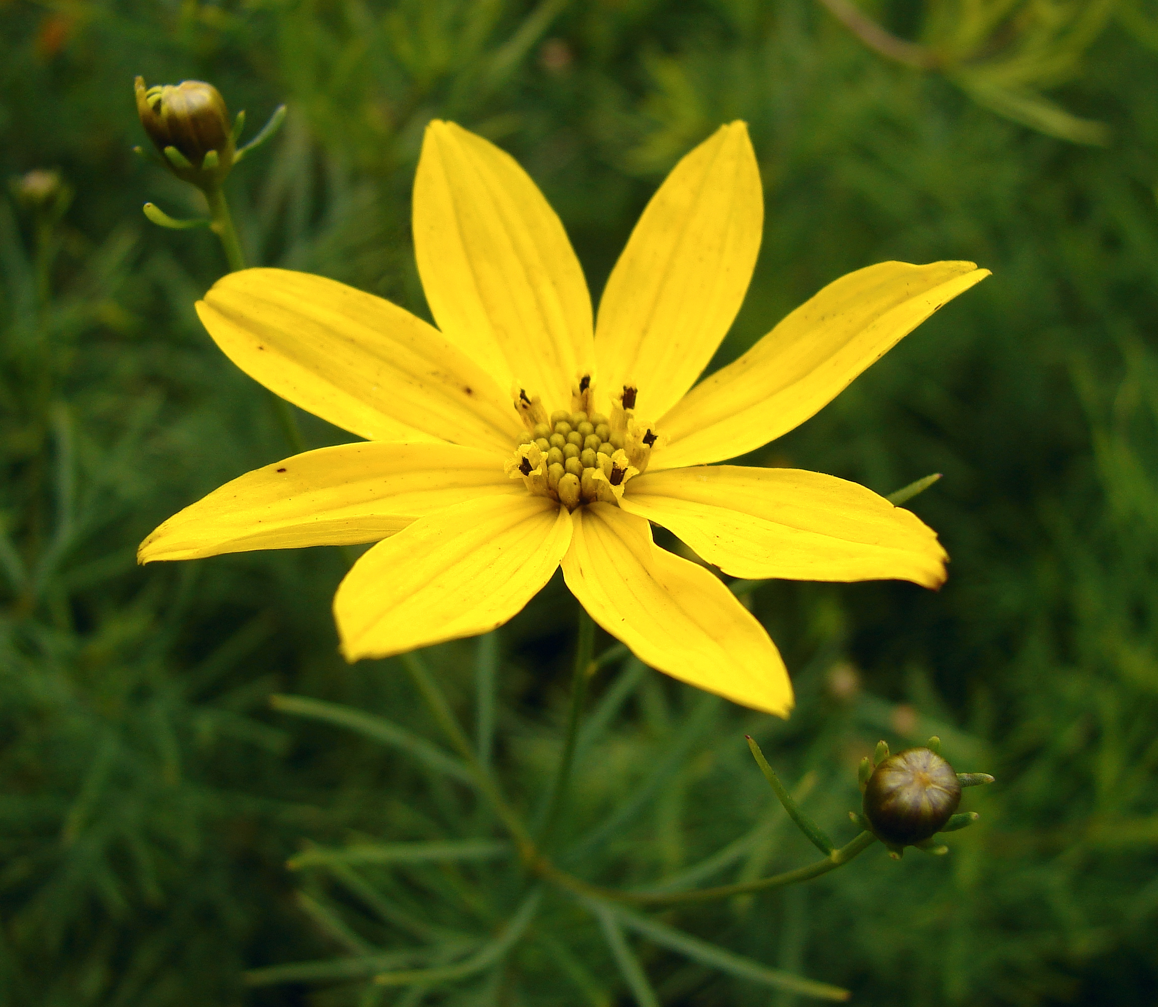 Image of Coreopsis verticillata perennial