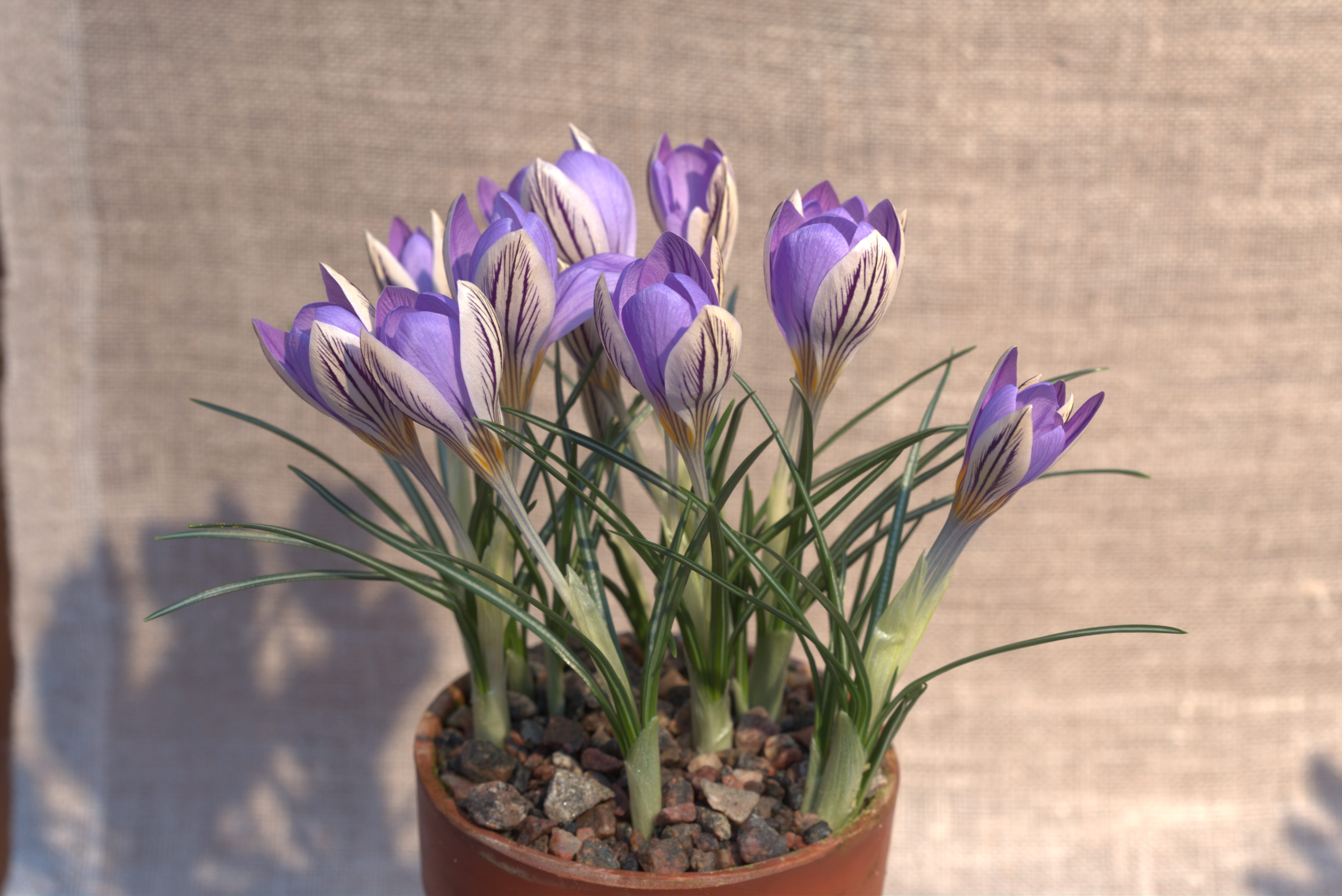 Как ухаживать за крокусами в домашних условиях. Crocus Imperati. Крокус Дороти. Крокус комнатный цветок. Крокус Дороти в горшке.