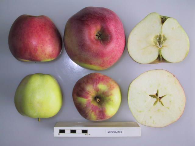 File:Cross section of Alexander, National Fruit Collection (acc. 1999-072).jpg