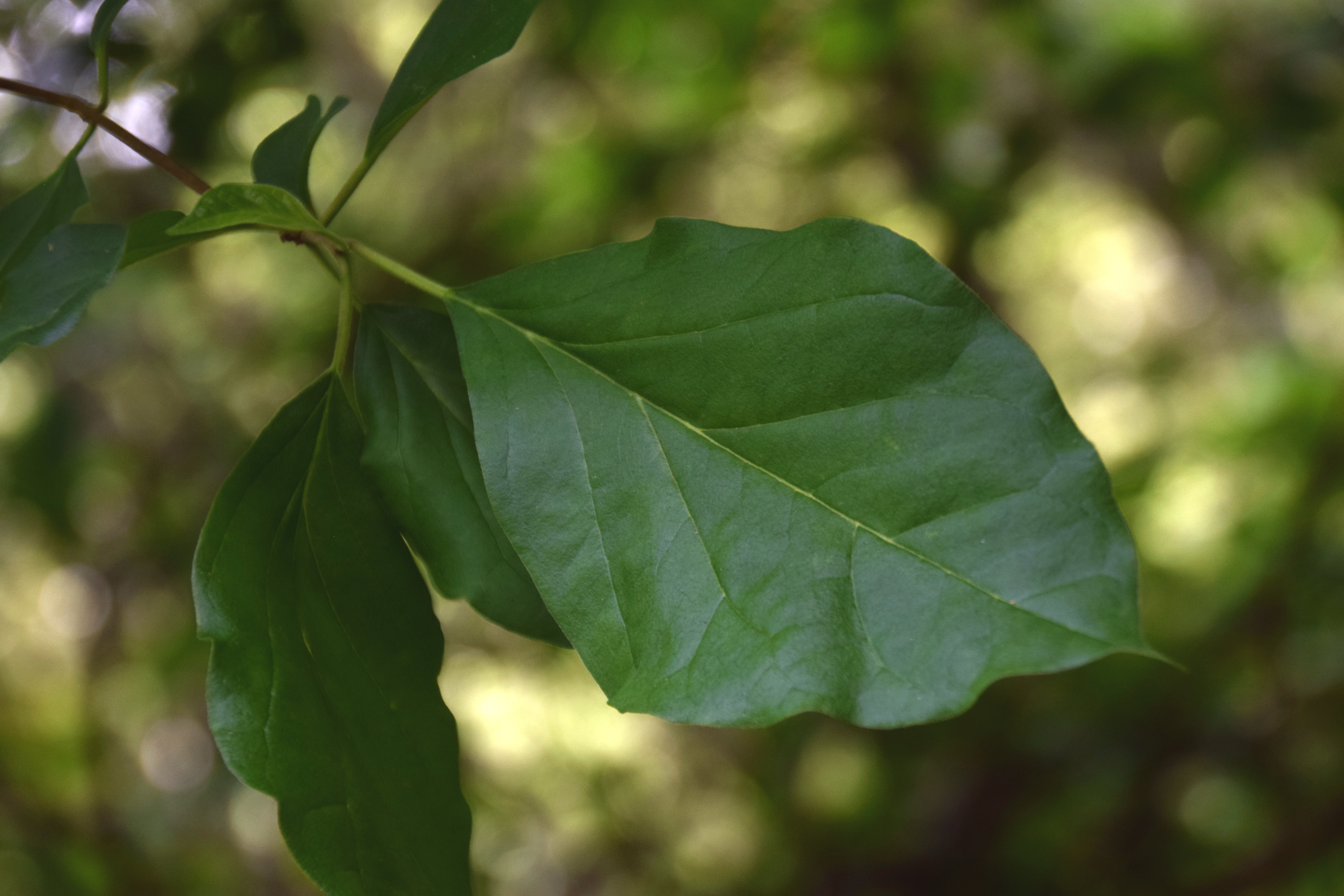 Idothea tricuspidata