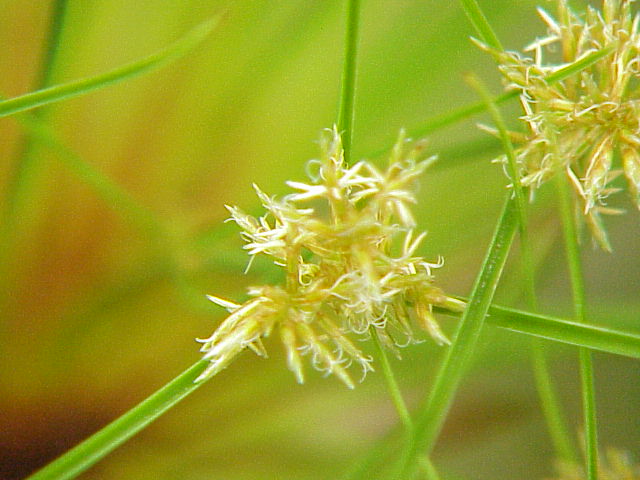 File:Cyperus papyrus0.jpg