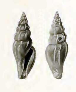 <i>Cytharopsis butonensis</i> Species of sea snail