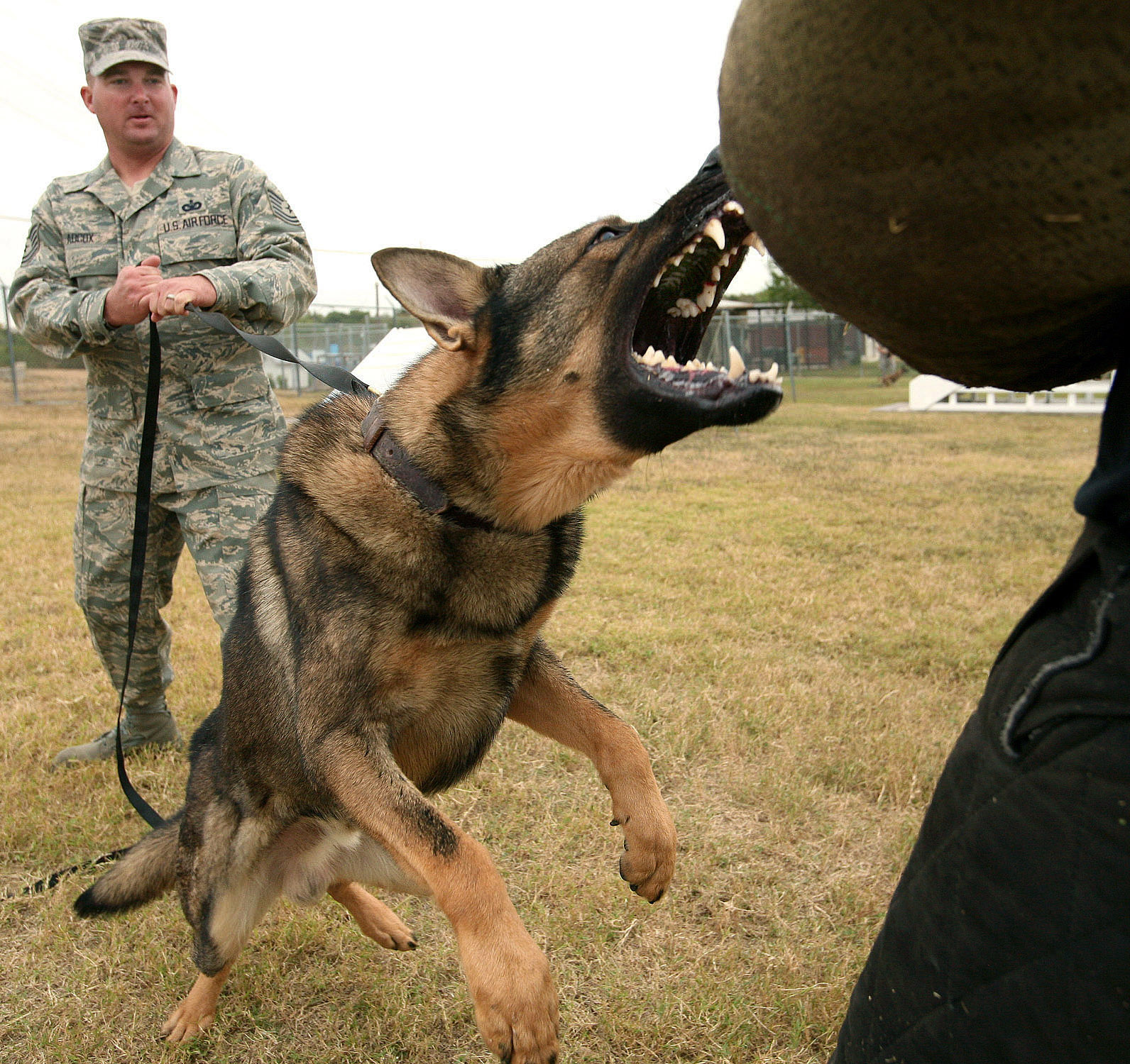 attacking german shepherd