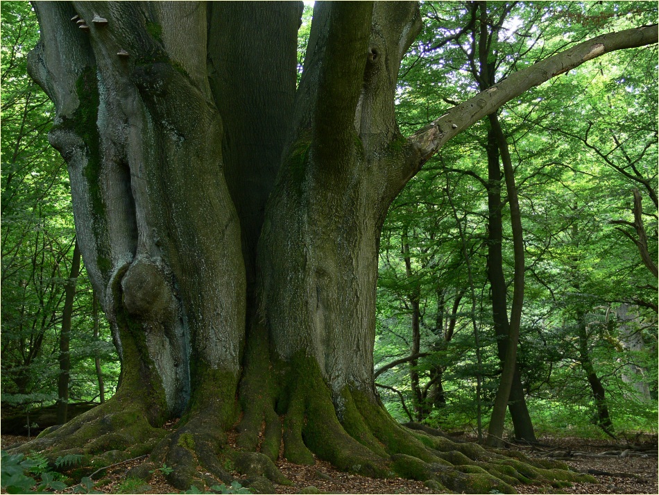 Деревья германии