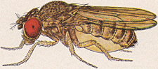 <i>Drosophila mojavensis</i> Species of fly