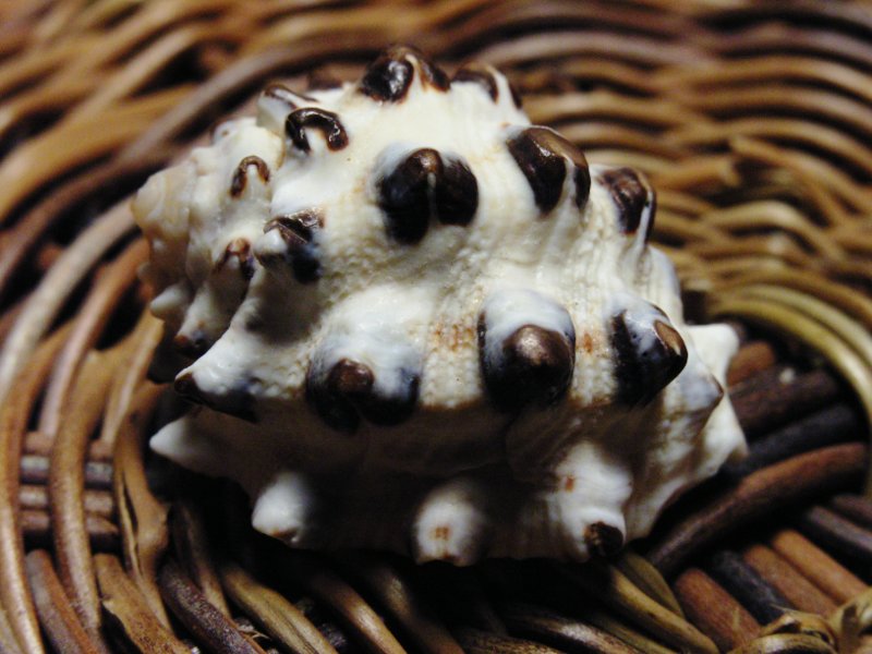 File:Drupa morum shell.jpg