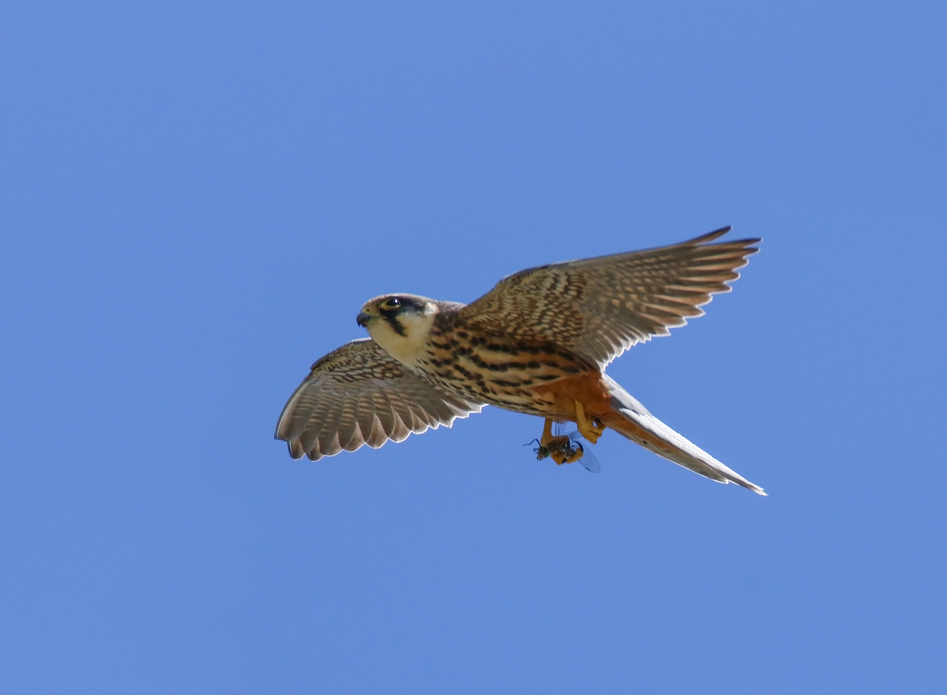 File:Eurasian Hobby (Falco subbuteo) (34993788873).jpg - Wikimedia Commons